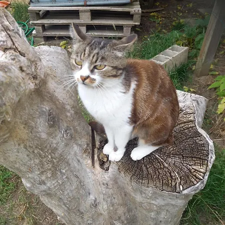 Spacieuse Ubytování v soukromí Montfort-le-Gesnois