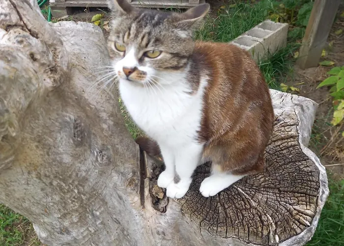 Spacieuse Séjour chez l'habitant Montfort-le-Gesnois