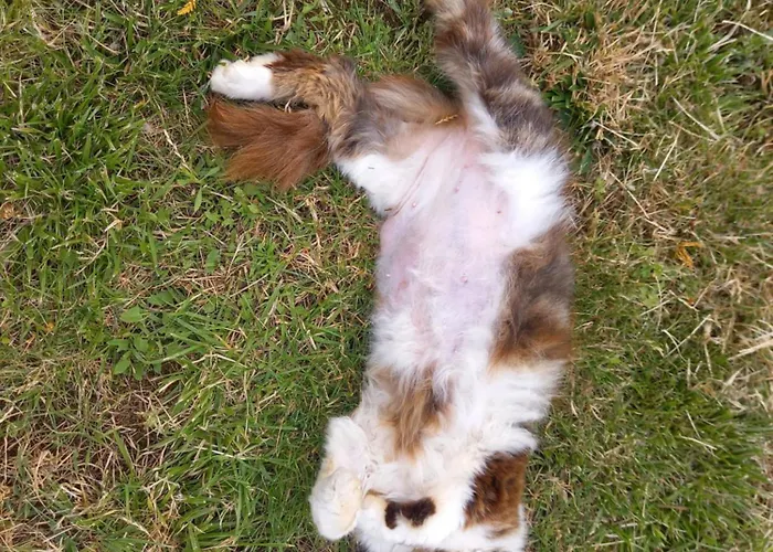 Séjour chez l'habitant Spacieuse